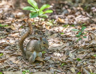 squirrel in the summer garden protects her belongings