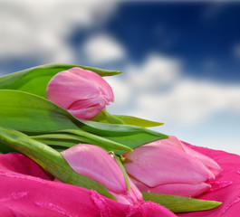 Many beautiful pink tulips