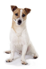 jack russell terrier standing and attentively