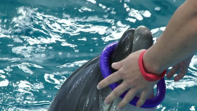 dolphinarium trained dolphins