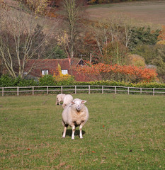 Obraz premium An English Rural Landscape in Autumn
