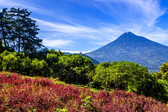 Flowering hillside & volcano view