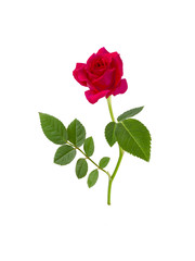 bright beautiful  Red rose