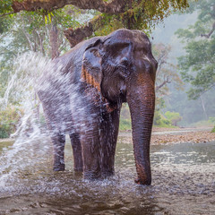 The elephant in Sangkhlaburi, Kanchanaburi, Thailand.