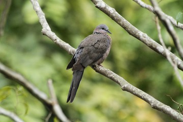 Spotted dove on a tree
