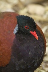 white-naped pheasant pigeon