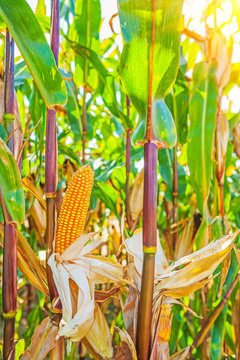 ripe corn plants close up view