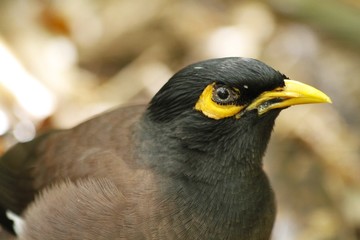 Myna bird, wings of Asia Miami