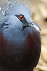 Victoria crowned pigeon