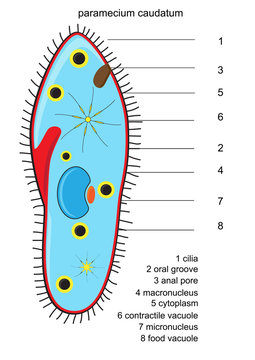 vector illustration of paramecium structure with description