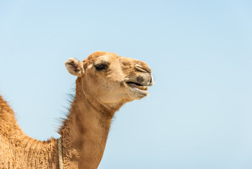 camel