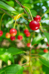 Ripe sour cherries growing on a cherry tree.