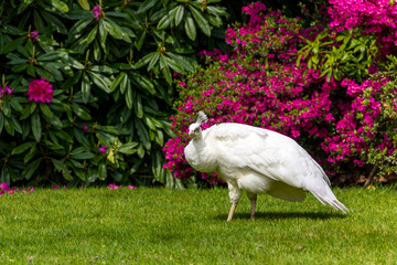 Pavone bianco in un giardino fiorito
