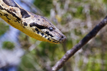 Malagasy or Madagascar Tree Boa (Boa manditra or Sanzinia madaga
