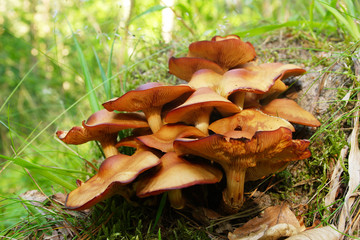 Clump of yellow mushrooms.