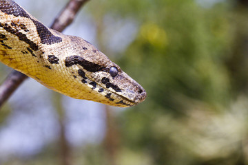 Malagasy or Madagascar Tree Boa (Boa manditra or Sanzinia madaga