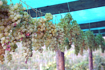 Passito wine - Falanghina © Pfmphotostock