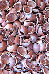 Background of the lot of shell of hazelnut