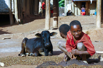 Working poor african children and cow, Madagascar