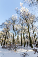Fototapeta na wymiar snow covered branches of a tree under blue sky