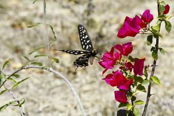 Butterfly-Papilio Pharmacophagus Antenor, Madagascar