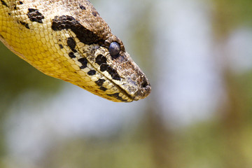 Malagasy or Madagascar Tree Boa (Boa manditra or Sanzinia madaga