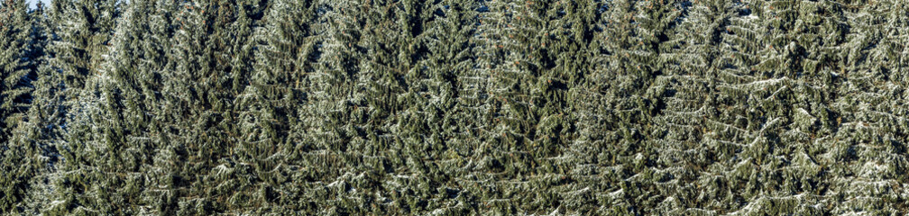 snow covered branches of a tree under blue sky
