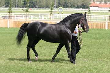 Beautiful young purebred yearling horse walking on showground