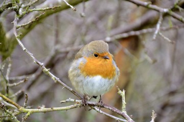 Close up of a robin