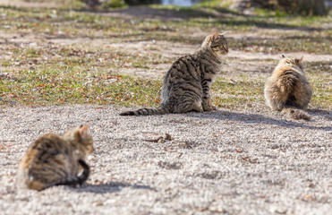 Obraz premium Grupo de Gatos en el Campo