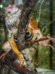 iguane sur branche