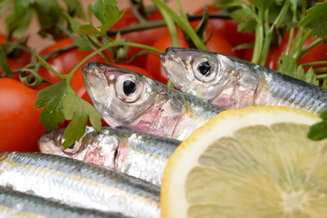 sarde - sardines - сардины - sardinas -