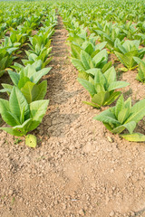 Green tobacco field,Tobacco plantation.