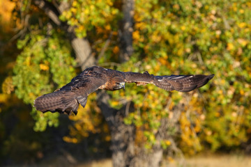 Red-tailed hawk in flight
