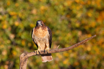 Red-tailed hawk sitting on a stick