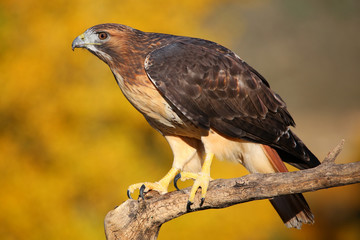 Red-tailed hawk sitting on a stick