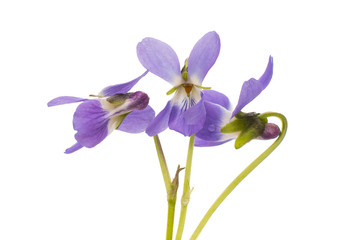 Fototapeta na wymiar Wood violets flovers