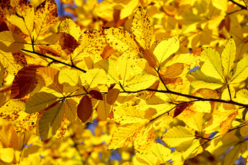 Herbst
