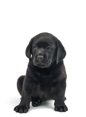Black Labrador puppies