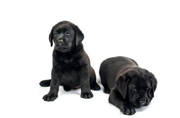 Black Labrador puppies