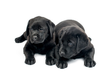 Obraz premium Black Labrador puppies