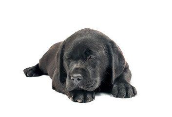 Black Labrador puppies