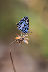 Beautiful Butterfly