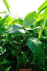 green soybean plants