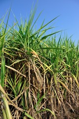 sugarcane
