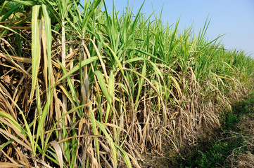 sugarcane