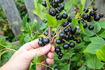Naklejka premium hand plucks blackcurrant