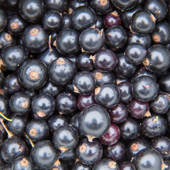 blackcurrant top view