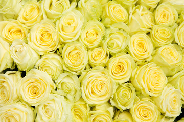 Obraz na płótnie Canvas yellow rose