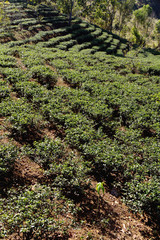 Fototapeta na wymiar Tea Plantation